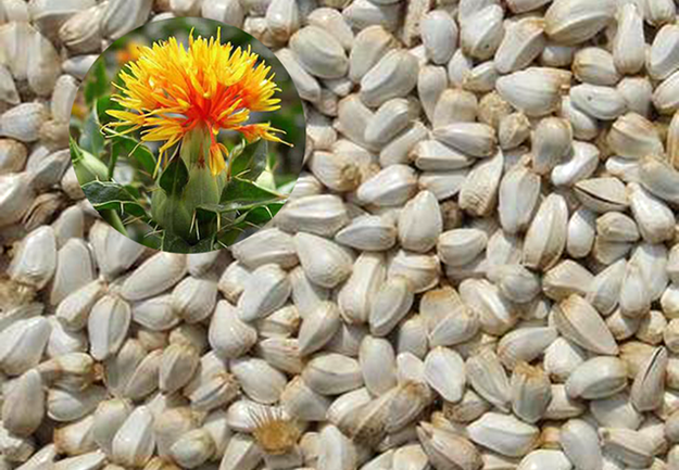 Safflower seed leaching project