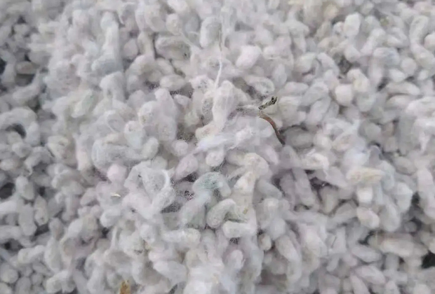 Cottonseed extraction Project