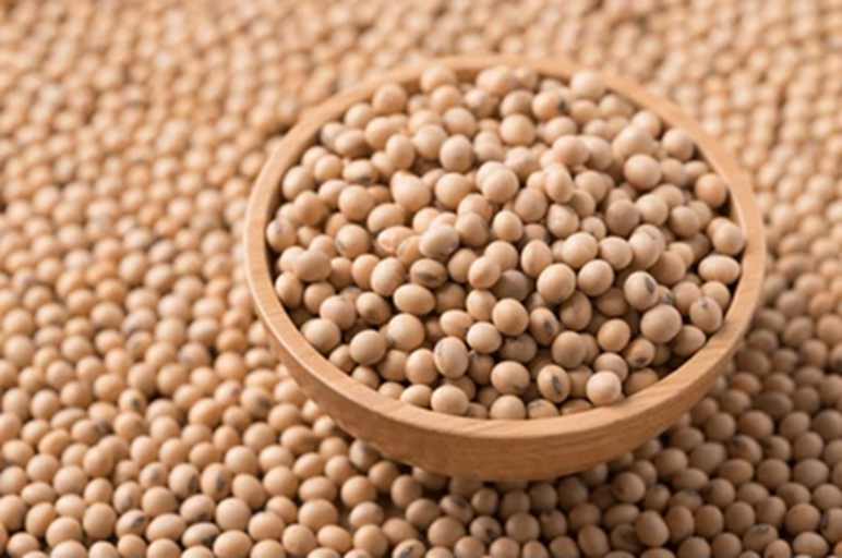 <strong>Unlocking Soybean Processing Efficiency with Huatai Oil & Grain Machinery</strong>