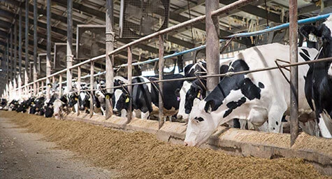 Animal feed production line