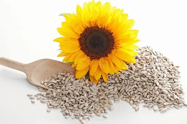 Huatai Sunflower Seed Pretreatment Solution