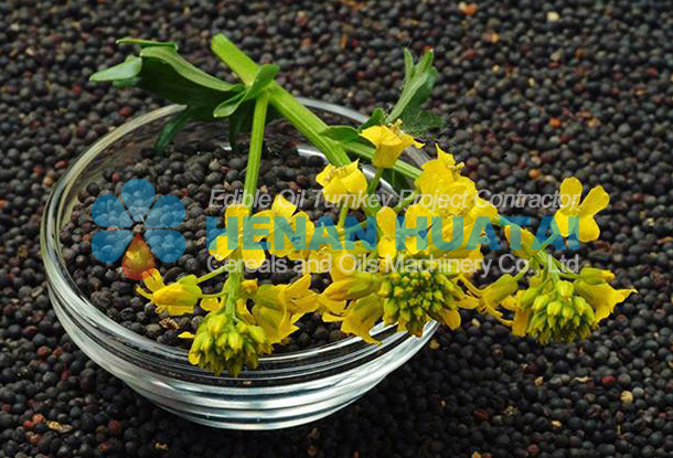 Nutritional Characteristics and Utilization of Rapeseed Meal